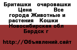 Бриташки - очаровашки.  › Цена ­ 3 000 - Все города Животные и растения » Кошки   . Новосибирская обл.,Бердск г.